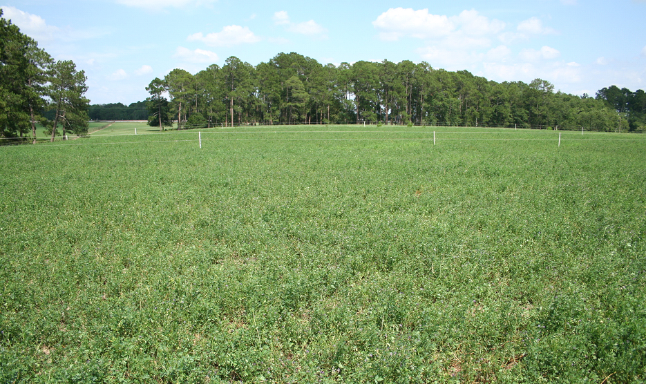 Alfalfa pasture